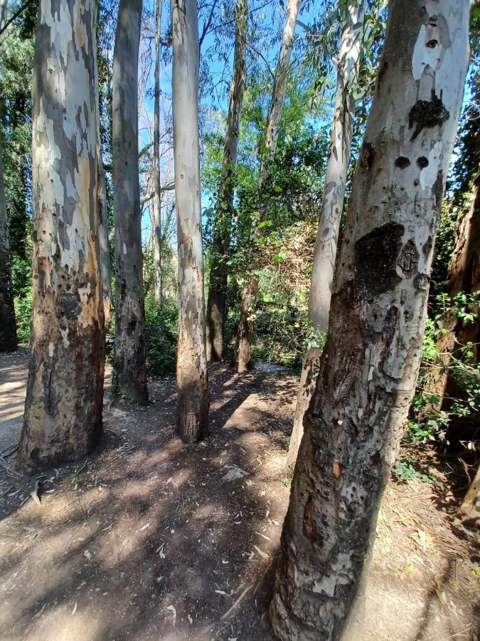 Casa Sendero Del Rio Villa El Bosque Eksteriør billede